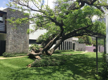 Jardín ciruelo